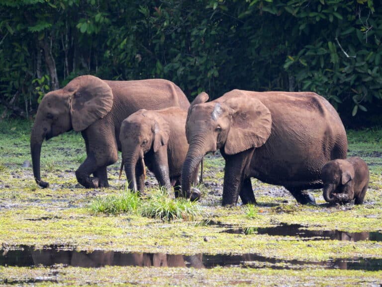 Loxodonta cyclotis 3970045 African Forest Elephant