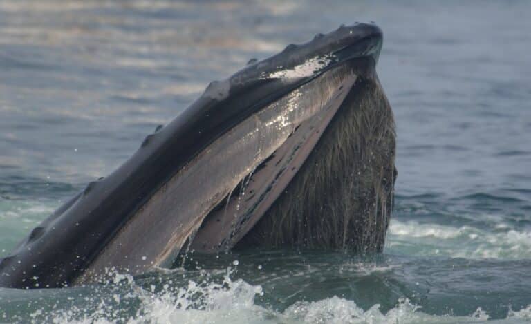 anim1090 anim1090 Baleen Whale