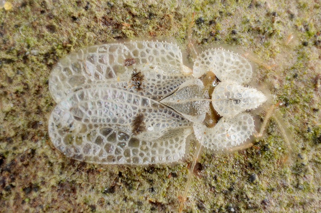 Sycamore Lace Bug