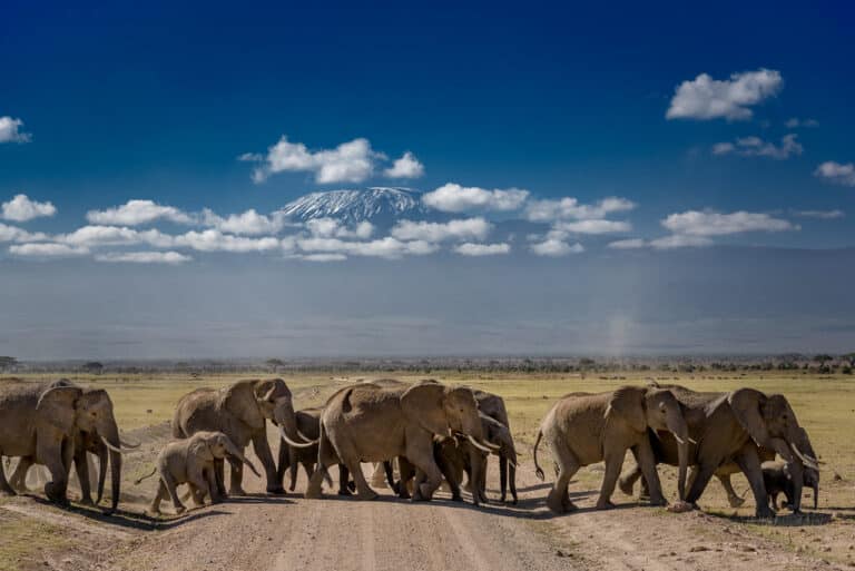 A group of African elephants crossing the road in front of Mt. Kilimanjaro at Amboseli National Park, Kenya, East Africa A group of African elephants crossing the road in front of Mt. Kilimanjaro at Amboseli National Park, Kenya, East Africa