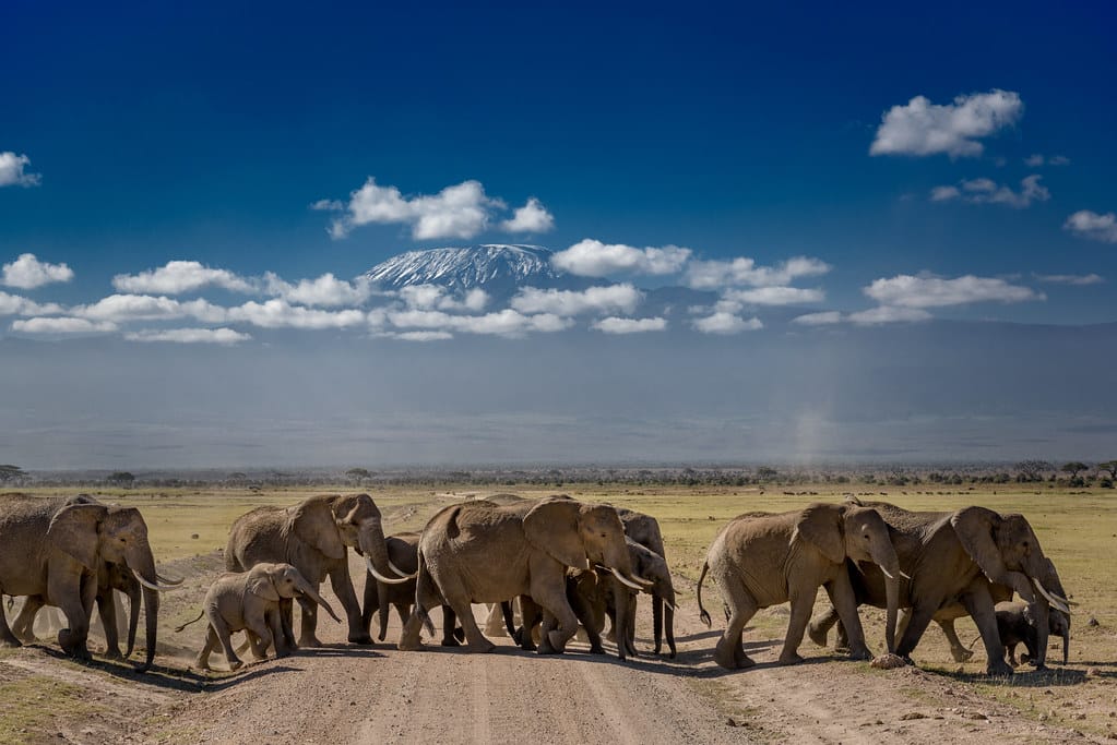 A group of African elephants crossing the road in front of Mt. Kilimanjaro at Amboseli National Park, Kenya, East Africa A group of African elephants crossing the road in front of Mt. Kilimanjaro at Amboseli National Park, Kenya, East Africa