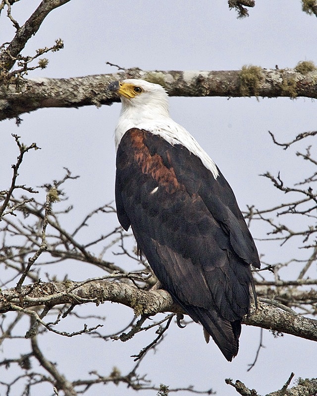 File:African Fish-Eagle (Haliaeetus vocifer).jpg File:African Fish-Eagle (Haliaeetus vocifer).jpg