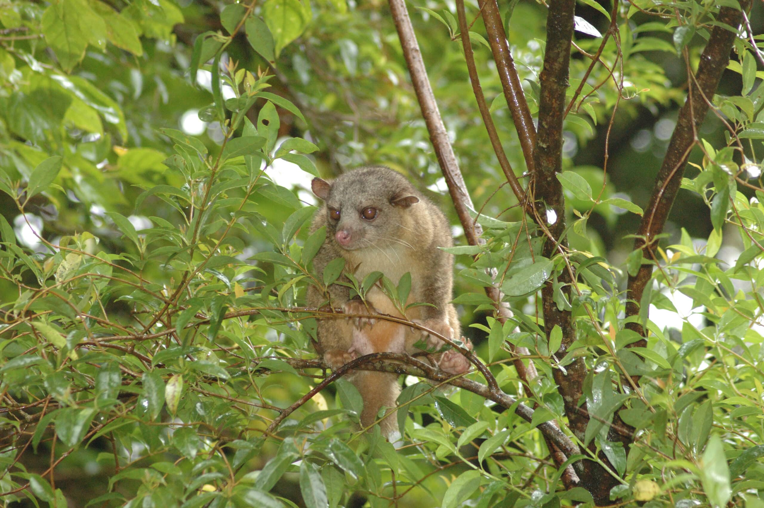 bushy tailed olingo (bassaricyon gabbii)  Olingo