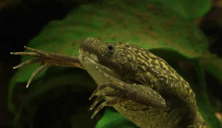 Krallenfrosch Xenopus laevis African Clawed Frog