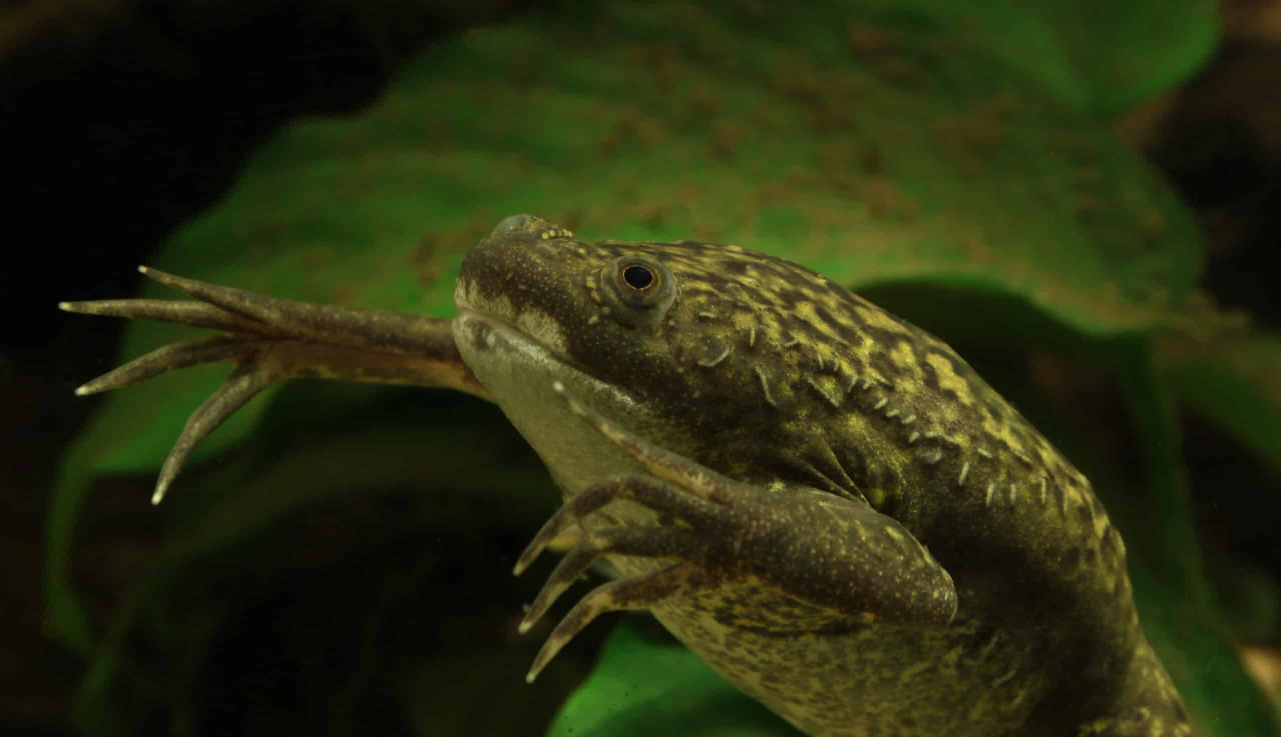 Krallenfrosch Xenopus laevis  African Clawed Frog