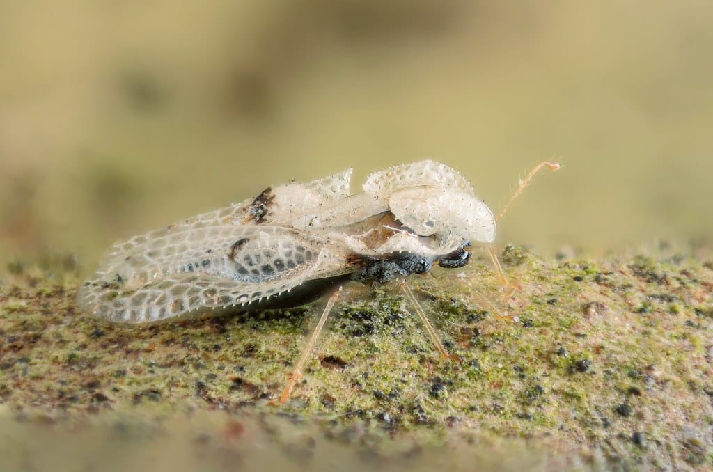 Sycamore Lace Bug