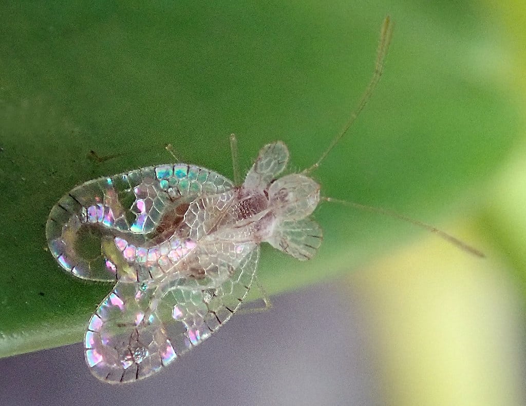 Stephanitis typica: Lace bug (5 mm)