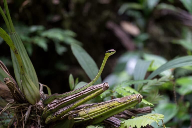 paradise tree snake | schmuckbaumnatter (chrysopelea paradisi). gesehen im kinabalu park, sabah, borneo