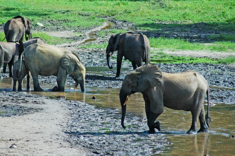Forest Elephants (Loxodonta cyclotis) in the Dzanga Sangha Reserve, Central African Republic