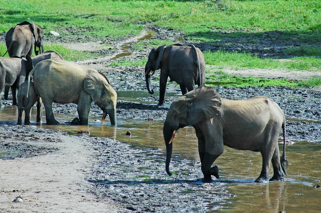 Forest Elephants (Loxodonta cyclotis) in the Dzanga Sangha Reserve, Central African Republic