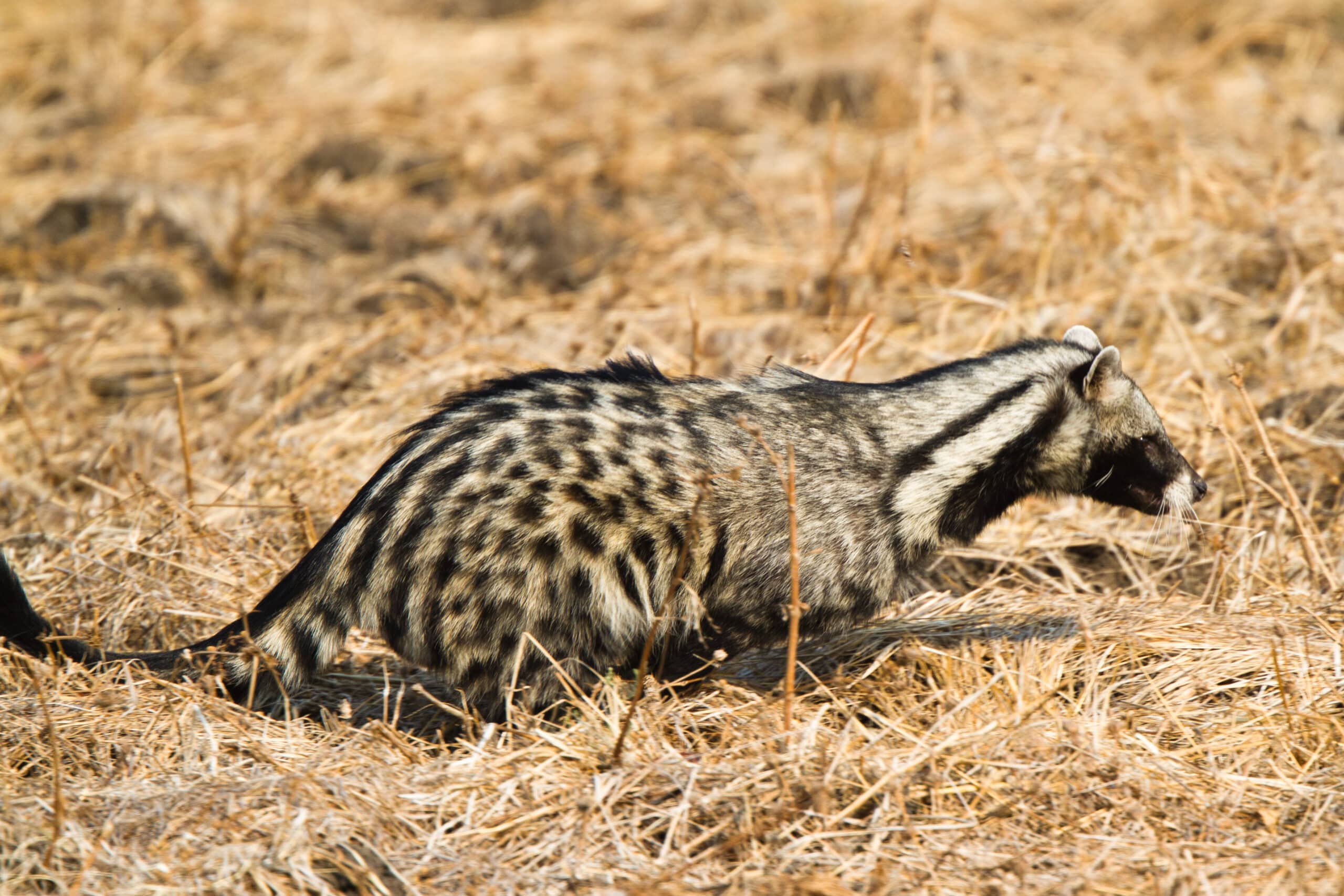 African civet, South Luangwa National Park (51866891390)  African Civet