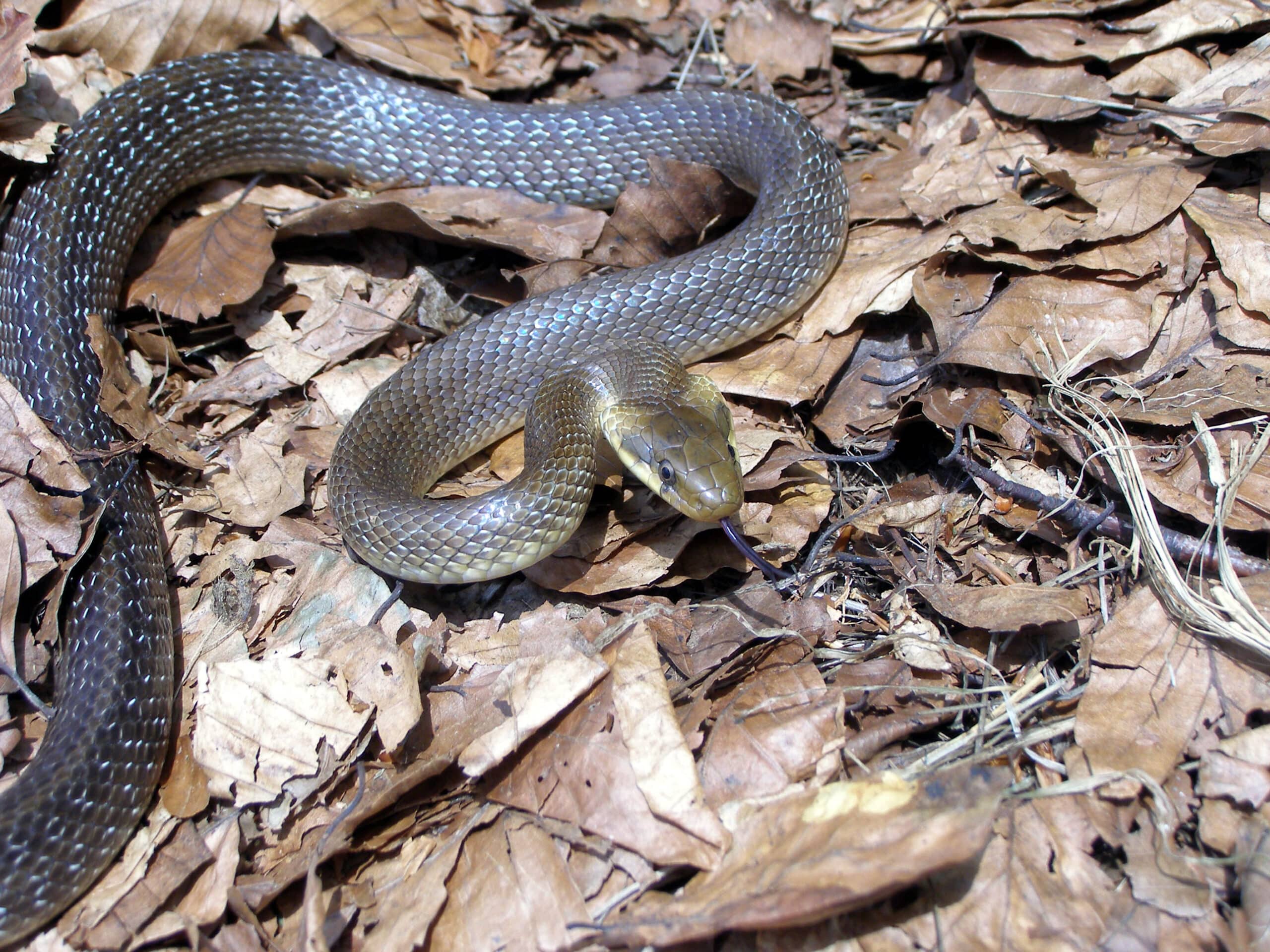 Zamenis longissimus from south western Romania Zamenis longissimus from south western Romania
