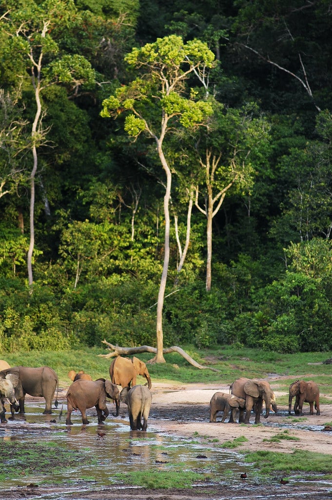 Forest Elephants (Loxodonta cyclotis) in the Dzanga Sangha Reserve, Central African Republic