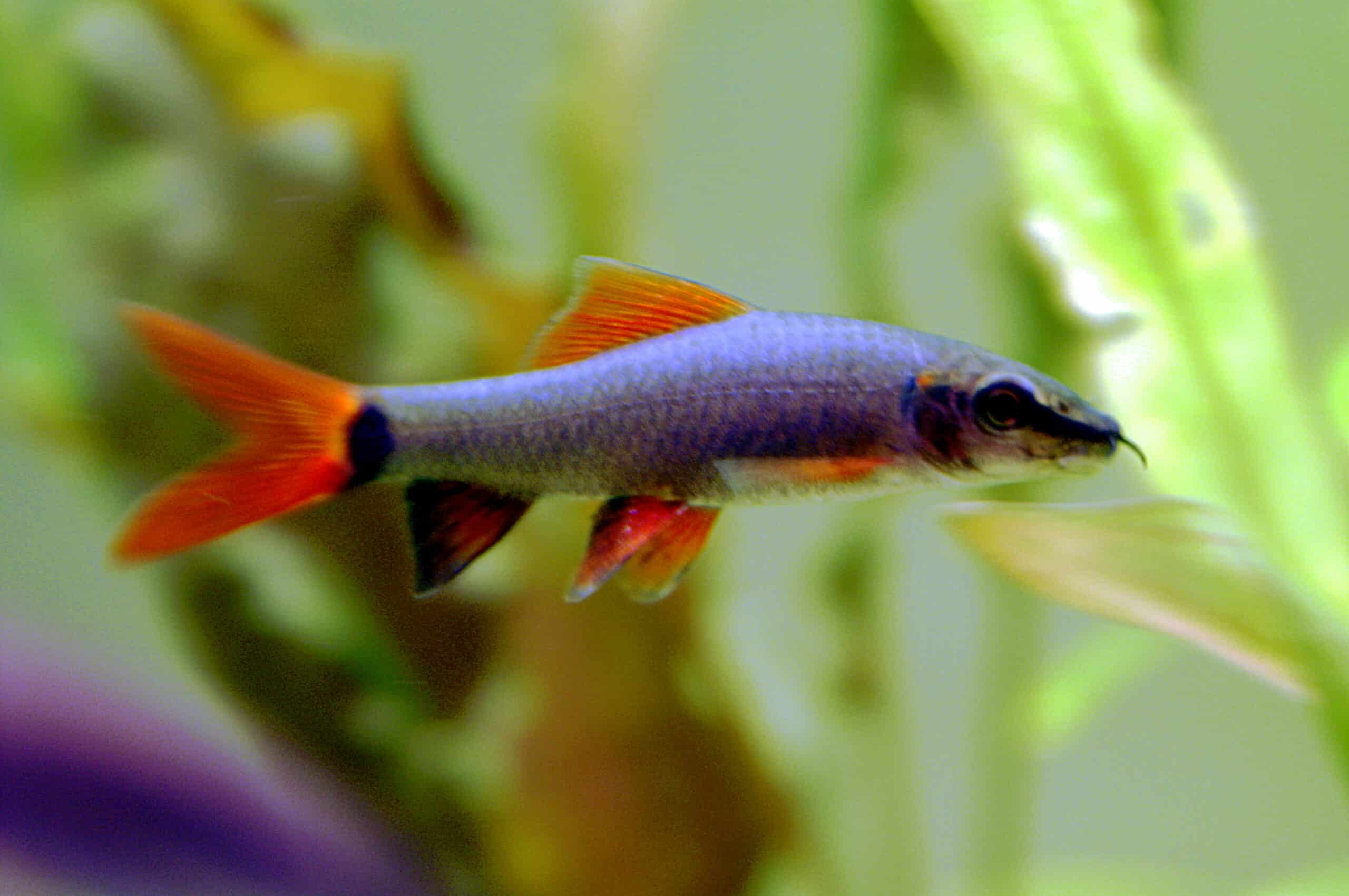 Fransenlipper  Rainbow Shark