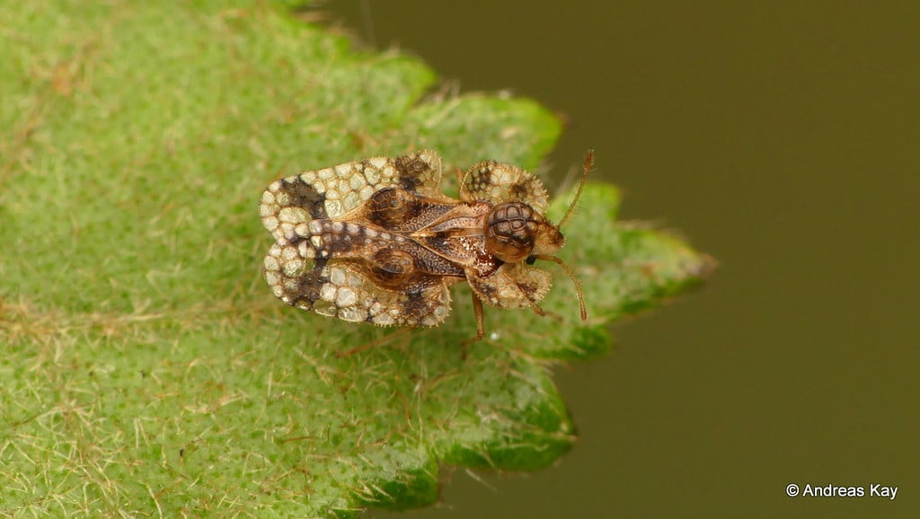Lace bug, Tingidae