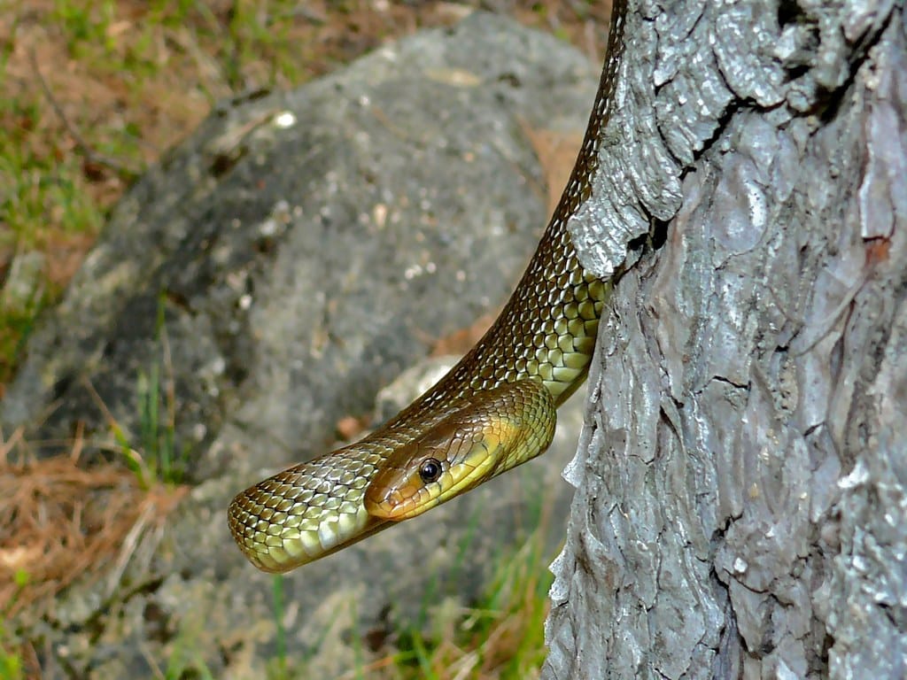 Aesculapean Snake Zamenis longissimus Aesculapean Snake Zamenis longissimus