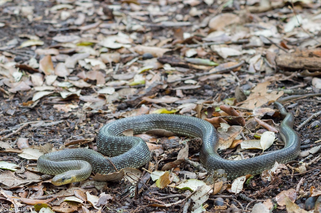 Esculapio (Zamenis longissimus) Esculapio (Zamenis longissimus)