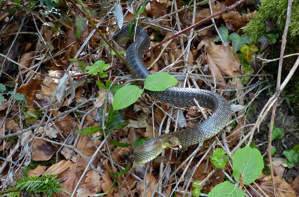 Aesculapean Snake Zamenis longissimus Aesculapean Snake Zamenis longissimus