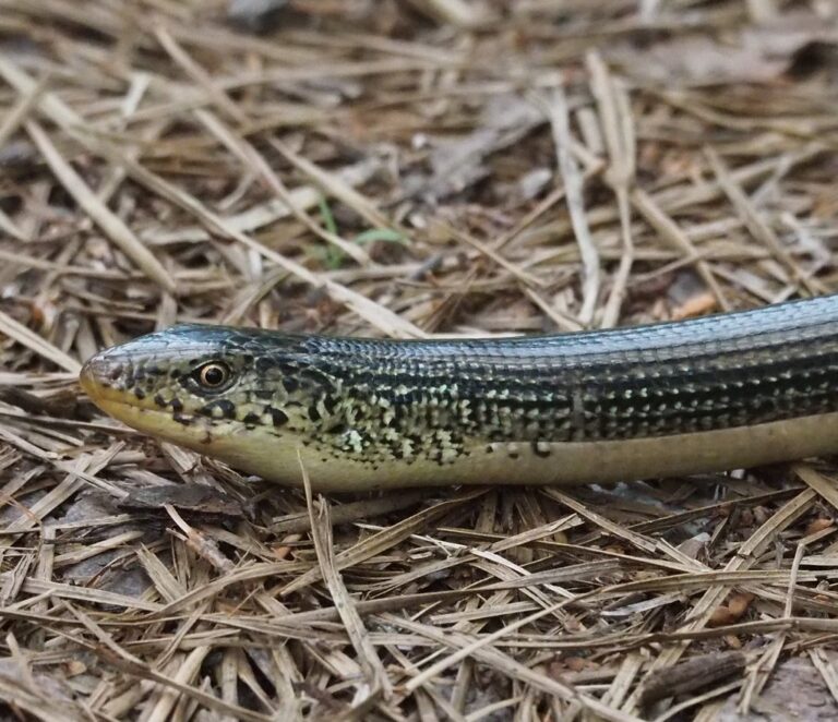 Eastern Glass Lizard, Ophisaurus ventralis Eastern Glass Lizard, Ophisaurus ventralis