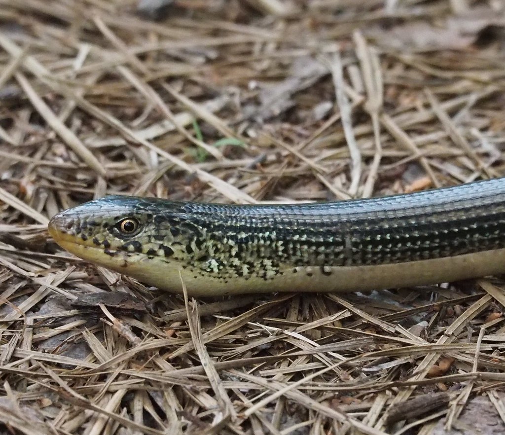 Eastern Glass Lizard, Ophisaurus ventralis Eastern Glass Lizard, Ophisaurus ventralis