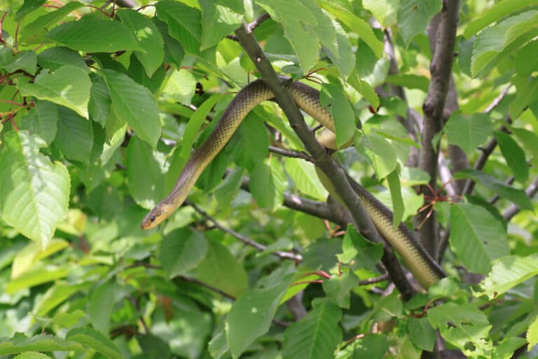 Zamenis longissimus tree Zamenis longissimus tree