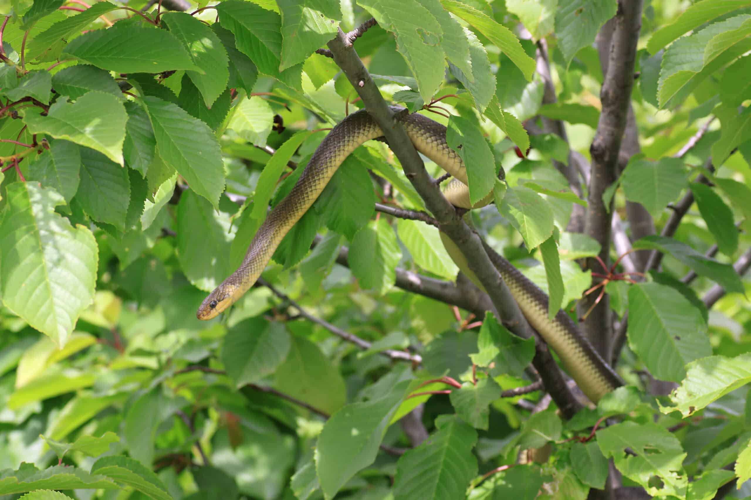 Zamenis longissimus tree Zamenis longissimus tree