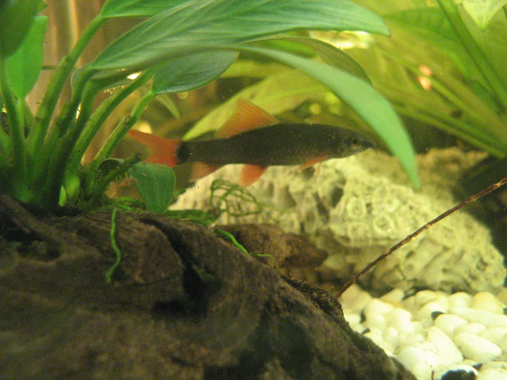 rainbow shark