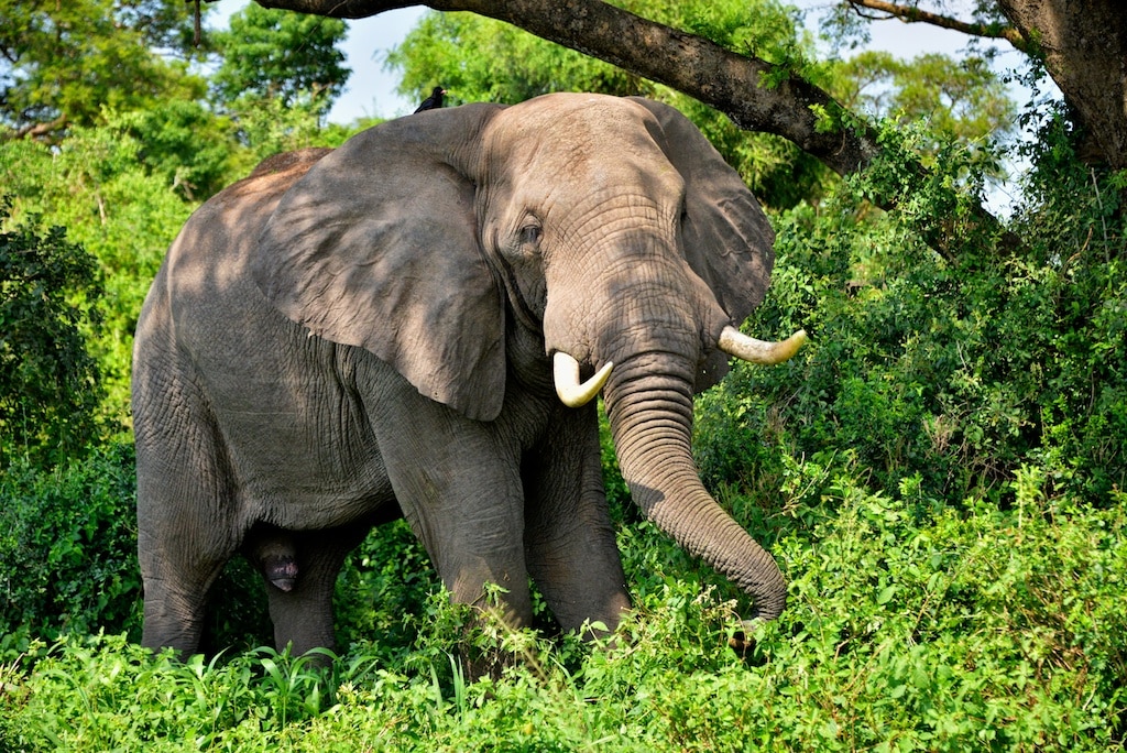African Elephant, Uganda African Elephant, Uganda