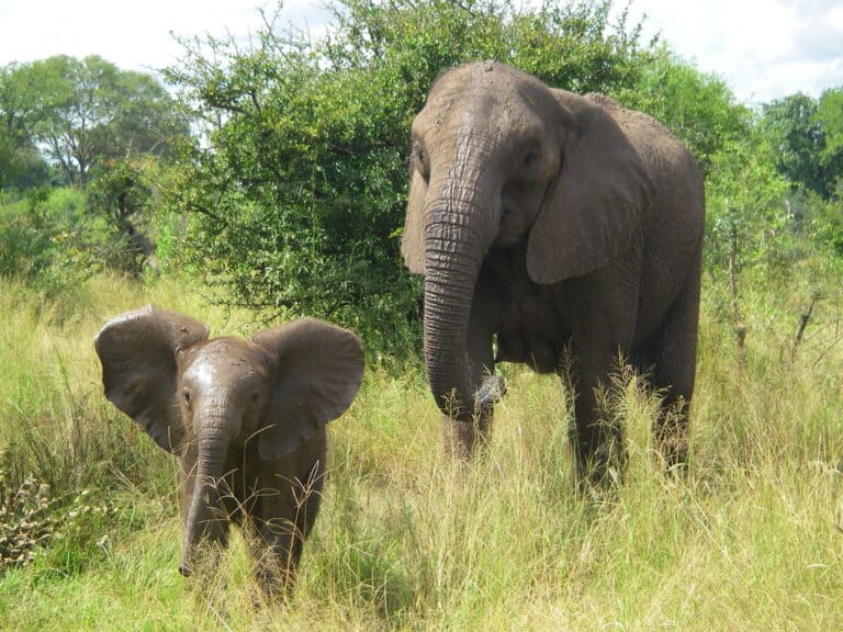 African elephant infant African elephant infant