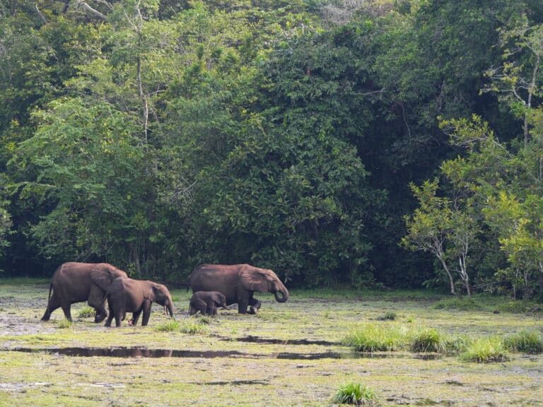 Loxodonta cyclotis 3970037