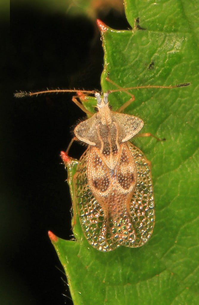 Eggplant Lace Bug – Gargaphia solani, Meadowood Farm SRMA, Mason Neck, Virginia