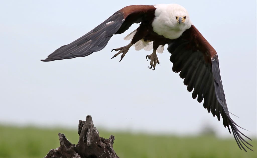 African fish eagle, Haliaeetus vocifer, at Chobe National Park, African fish eagle, Haliaeetus vocifer, at Chobe National Park,