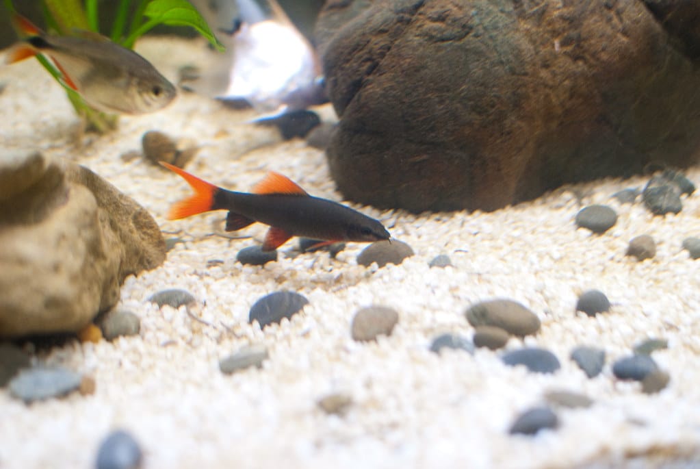 Manny!