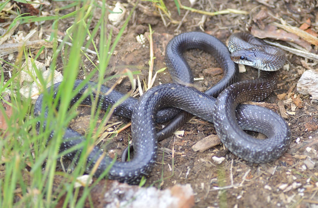 Zamenis longissimus Zamenis longissimus