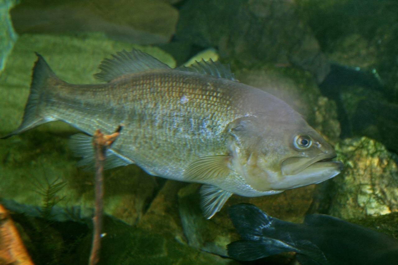 Largemouth Bass (Micropterus salmoides)