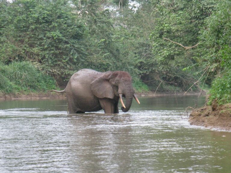 Loxodonta cyclotis 107154527