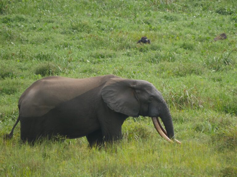 Loxodonta cyclotis 29048934