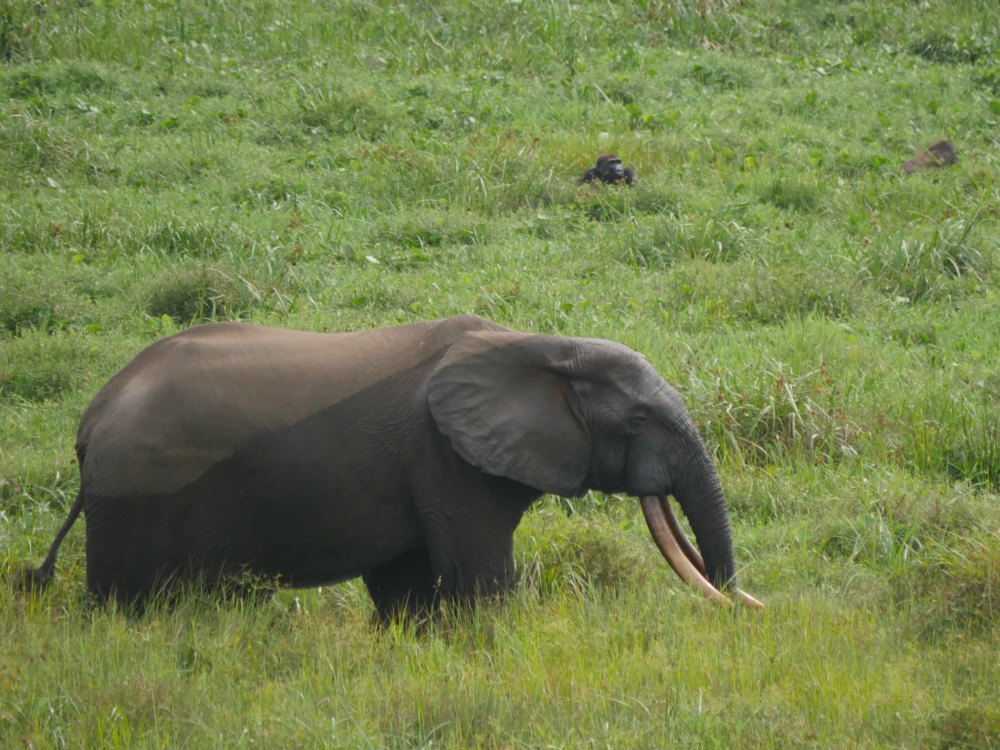 Loxodonta cyclotis 29048934