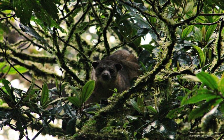 bassaricyon gabbii, monteverde