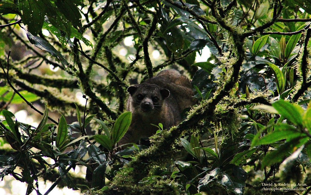 bassaricyon gabbii, monteverde