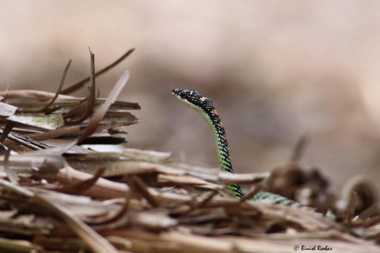 paradise flying snake (chrysopelea paradisi)