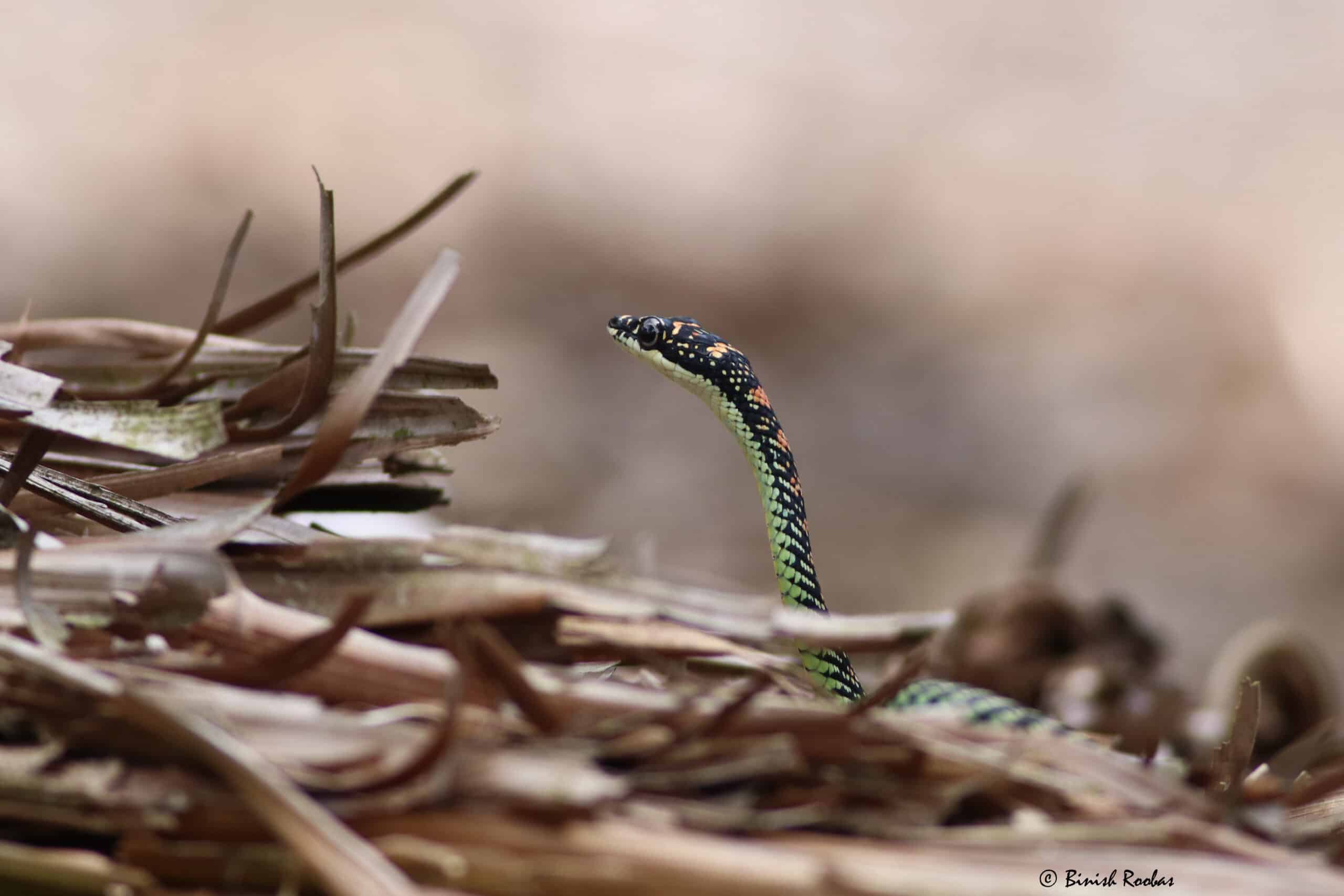 paradise flying snake (chrysopelea paradisi)