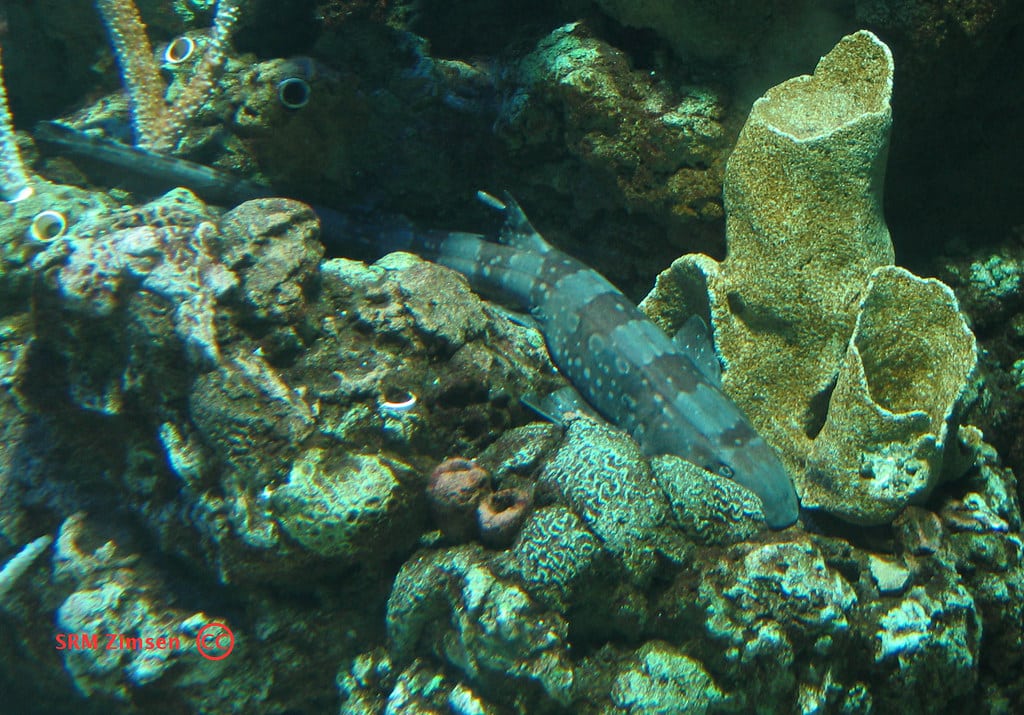 Whitespotted Bamboo shark