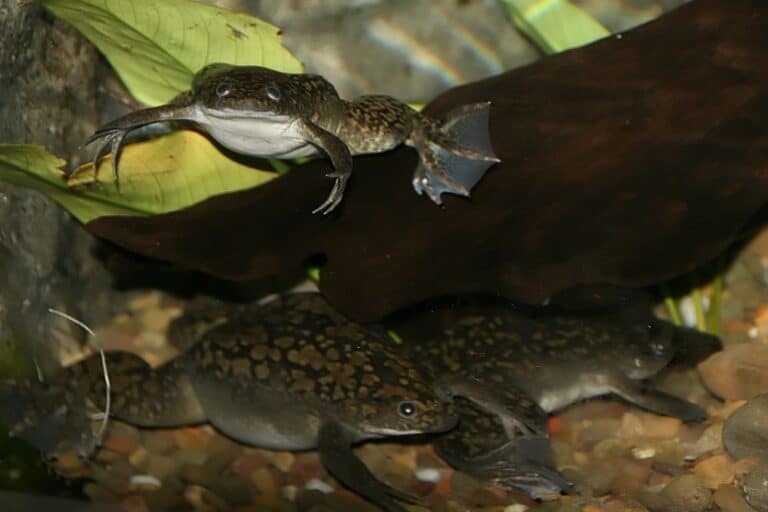 Xenopus laevis 1zz