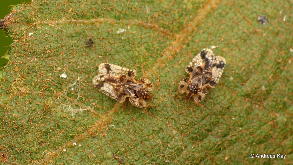 Lace bug, Tingidae