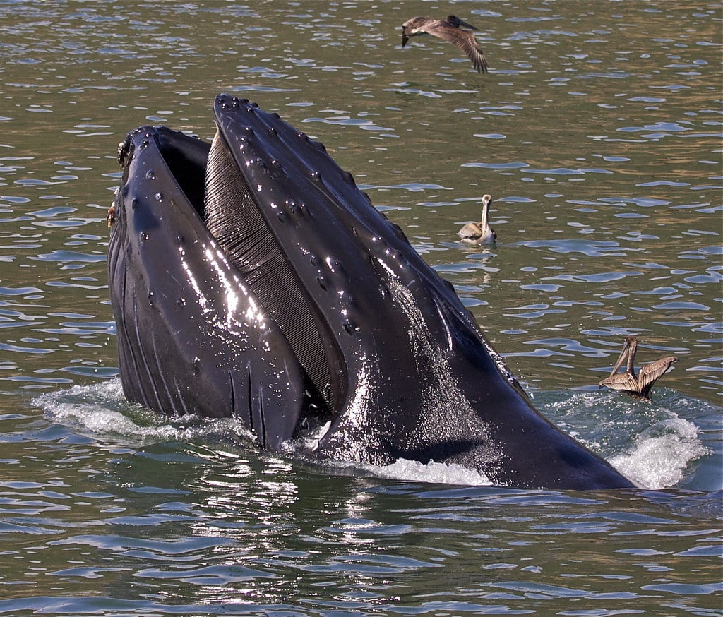 Baleen Humpback Whale Baleen Humpback Whale