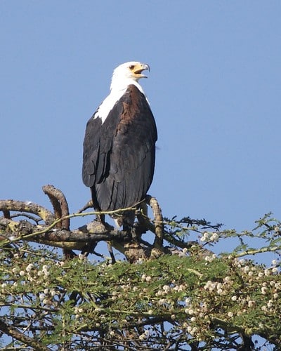 African Fish-Eagle (Haliaeetus vocifer) calling African Fish-Eagle (Haliaeetus vocifer) calling