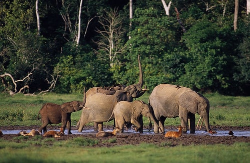 Loxodonta cyclotis