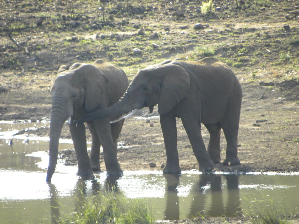 African Elephants African Elephants