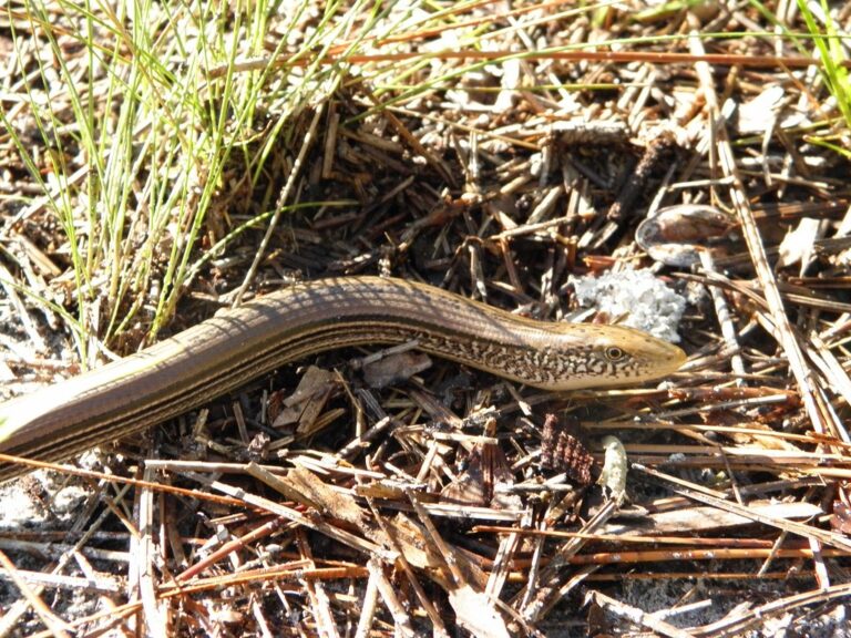 Ophisaurus ventralis; Eastern Glass Lizard Ophisaurus ventralis; Eastern Glass Lizard